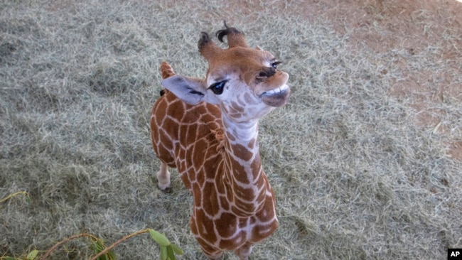 FILE - This March 22, 2022, image from the San Diego Zoo Wildlife Alliance shows Msituni the giraffe calf.