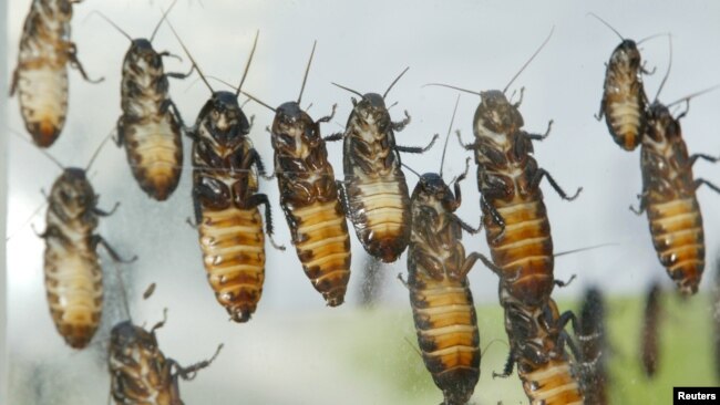 In this file photo, giant Madagascar hissing cockroaches cling to box before being cremated at Bangkok hospital on May 23, 2003. (REUTERS/Sukree Sukplang)