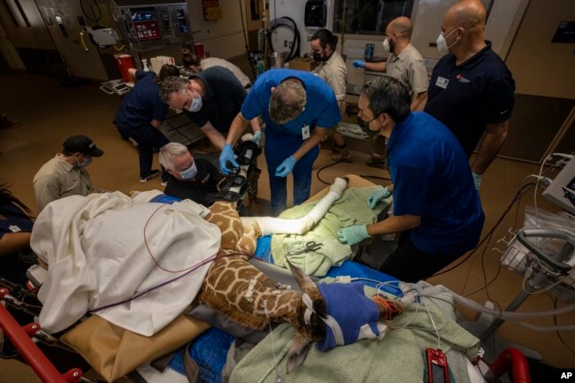 This Feb. 10, 2022, image released by the San Diego Zoo Wildlife Alliance shows Zoo veterinarians and experts in orthotics at the Hanger Clinic fitting braces to Msituni. (San Diego Zoo Wildlife Alliance via AP)