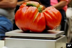 This Aug. 23, 2019 shows a large tomato on a scale as it is entered into the Great Long Island Tomato Challenge. (John Damiano via AP)