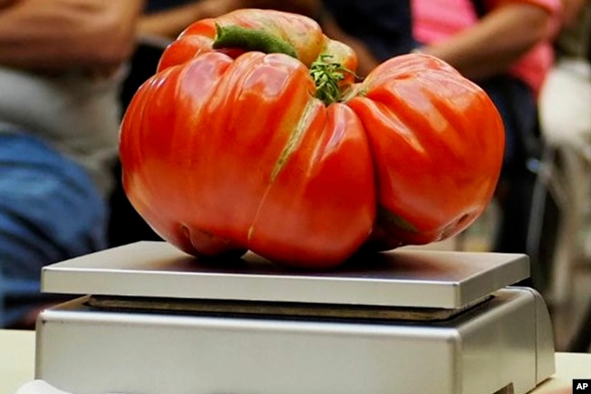 This Aug. 23, 2019 shows a large tomato on a scale as it is entered into the Great Long Island Tomato Challenge. (John Damiano via AP)