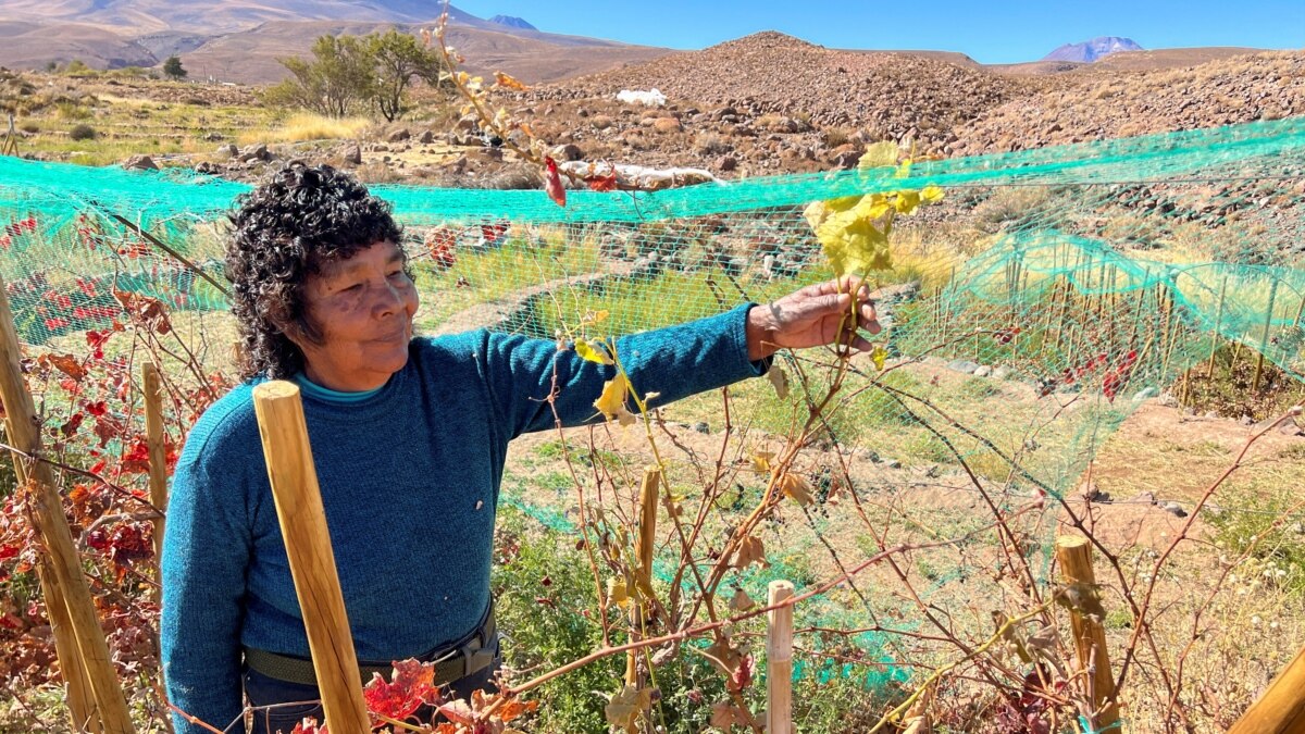 El clima y el trabajo duro producen vinos extraordinarios en el desierto de Chile