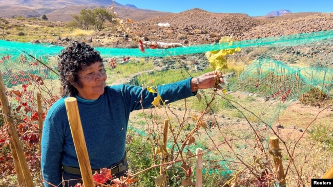 Farmer Cecilia Cruz is her vineyard in Caracoles, which is at more than 3,000 meters of altitude, in the commune of Socaire, in San Pedro de Atacama, Chile May 17, 2022. (REUTERS/Rodrigo Gutierrez)