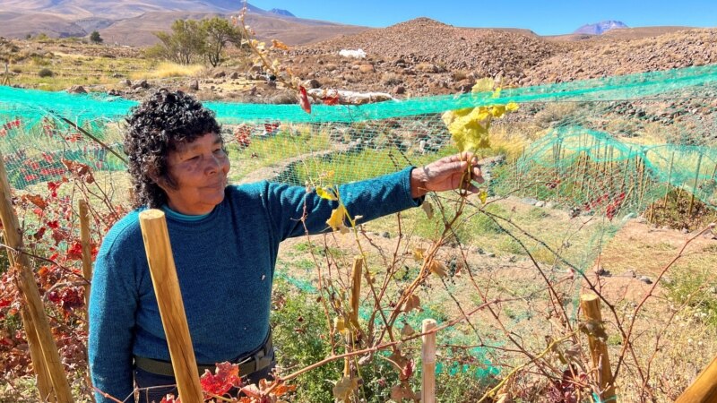 Climate, Hard Work Produce Unusual Wines in Chile’s Desert