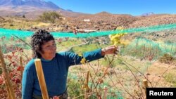 La agricultora Cecilia Cruz es su viñedo en Caracoles, que se encuentra a más de 3.000 metros de altitud, en la comuna de Socaire, en San Pedro de Atacama, Chile 17 de mayo de 2022. [REUTERS/Rodrigo Gutiérrez]