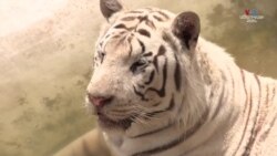 Պակիստանի Ռավալպինդ քաղաքի կենդանաբանական այգին «ջերմային արտակարգ իրավիճակ» է հայտարարել 