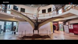 Արգենտինայում պեղվել է «Մահվան վիշապ» կոչվող թռչող սողունը.