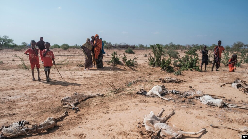 FILE - People stand next to the carcasses of dead sheep in the village of Hargududo, 80 kilometers from the city of Gode, Ethiopia, April 07, 2022.