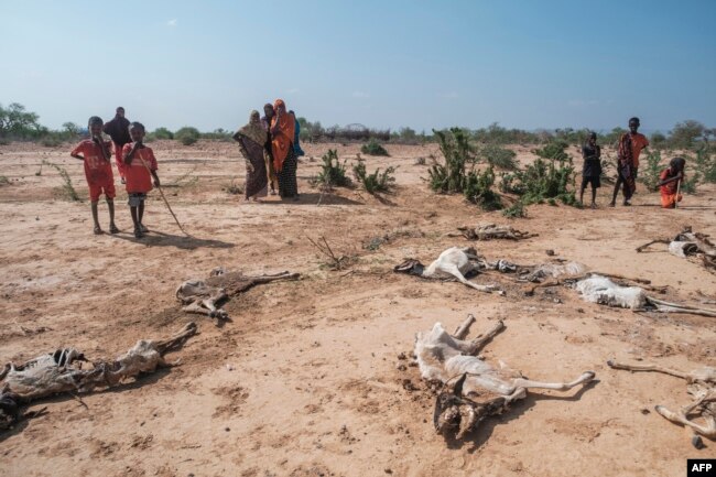 FILE - People stand next to the carcasses of dead sheep in the village of Hargududo, 80 kilometers from the city of Gode, Ethiopia, April 7, 2022.