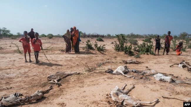 FILE - People stand next to the carcasses of dead sheep in the village of Hargududo, 80 kilometers from the city of Gode, Ethiopia, April 7, 2022.