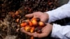 Seorang petani memegang buah kelapa sawit selama protes di dekat istana presiden di Jakarta, 17 Mei 2022. (Foto: AP)