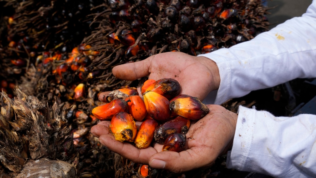 Petani Sawit Sambut Baik Kesepakatan Anti-Deforestasi Parlemen Eropa