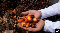 Seorang petani memegang inti buah kelapa sawit selama protes di dekat istana presiden di Jakarta, Selasa, 17 Mei 2022. (Foto: AP)