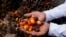 A farmer holds kernels of oil palm fruits during a protest near the presidential palace in Jakarta, Indonesia, May 17, 2022.