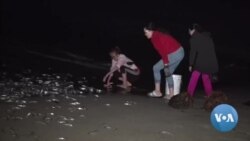 Southern California Lures Tiny Fish for Moonlit Sex in the Sand