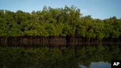 FILE - The low tide of the estuary exposes oysters growing in the mangroves of the Gambia river in Serrekunda, Gambia on Sept. 26, 2021.