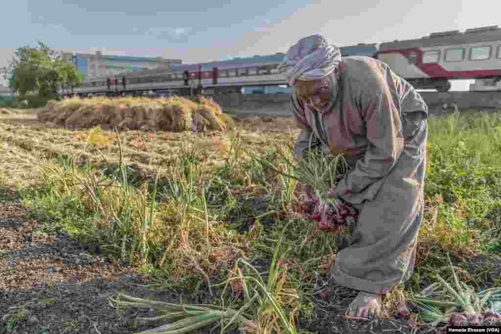 Hajj Salah, a vegetable farmer who planted half of his land with onions, says, "The price of onions is not as good as last year. I hope I'll be able to cover my farming costs and regular family expenses."
