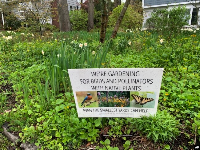 A front yard in Westchester County, N.Y., pictured on May 4, 2022, has been converted from lawn to pollinator-friendly, native plants. (AP Photo/Julia Rubin)