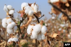 In 2021, Uzbek Forum for Human Rights found "no systemic or systematic, government-imposed forced labor during the cotton harvest,” although the group did point to discrete incidents of forced labor. Photo taken in Tashkent region, Uzbekistan.