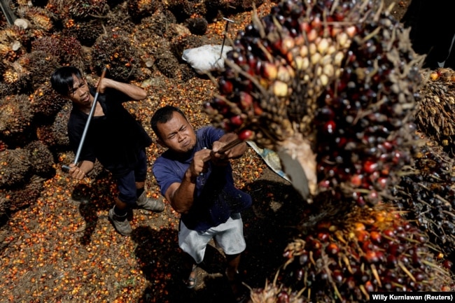 Pekerja memuat tandan kelapa sawit untuk diangkut ke pabrik CPO di Pekanbaru, Riau, 27 April 2022. (Foto: REUTERS/Willy Kurniawan)