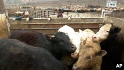 FILE - Cattle in a feedlot near Wisner, Neb., April 5, 2001.