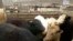 FILE - Cattle in a feedlot near Wisner, Neb., April 5, 2001.