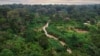 Une forêt au Cameroun, le 20 juillet 2021. 