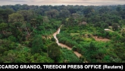 Une forêt au Cameroun, le 20 juillet 2021. 