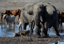 Cattle and hippos wallow in mud in one of the channels of the wildlife-rich Okavango Delta near Nxaraga village in the outskirt of Maun, Sept. 28, 2019. Botswana government declared this a drought year because of no rainfall throughout the country.