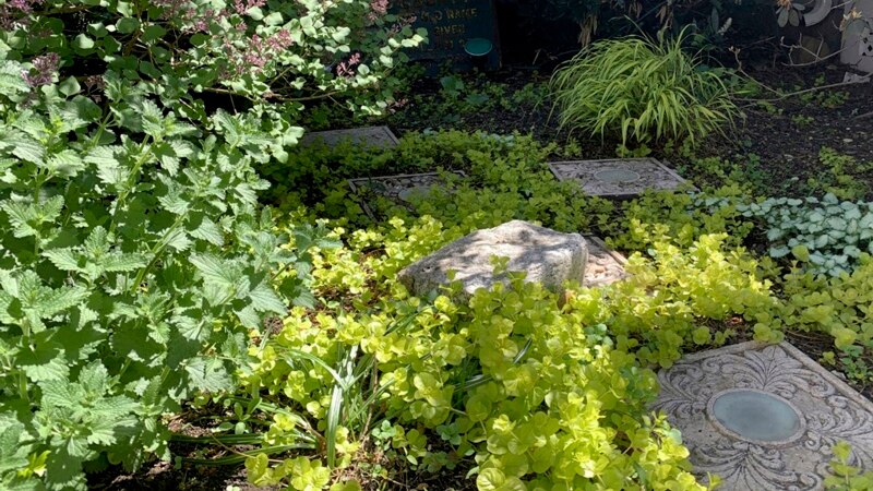 How to Grow Plants with Little Sun