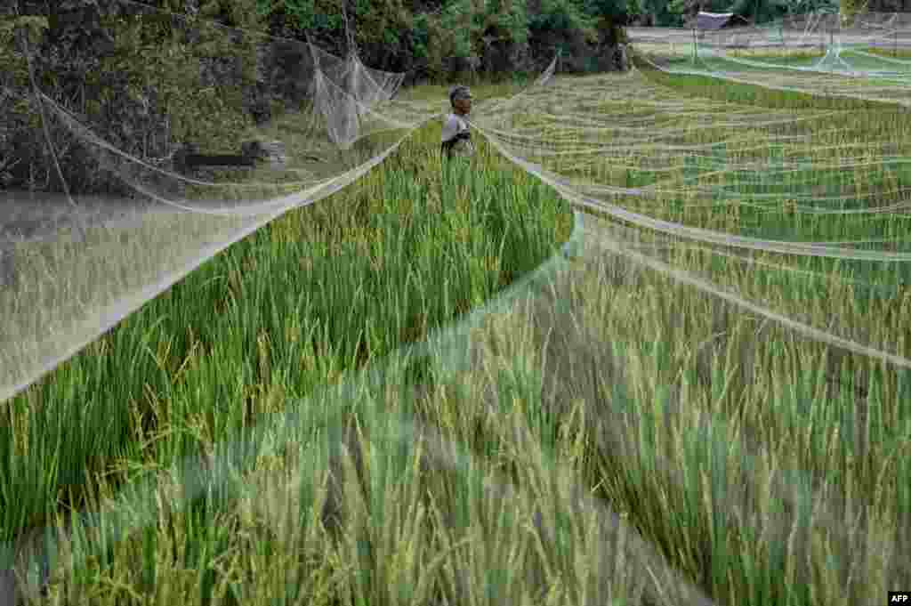 A farmer spreads a net to ward off birds in his rice field at Cot Girek village, in Lhokseumawe, Indonesia.