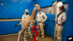 FILE - This Feb. 10, 2022, image from the San Diego Zoo Wildlife Alliance shows Msituni the giraffe calf wearing her leg braces.