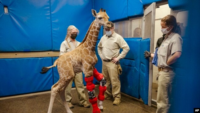 FILE - This Feb. 10, 2022, image from the San Diego Zoo Wildlife Alliance shows Msituni the giraffe calf wearing her leg braces.