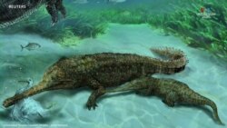 Նախապատմական կոկորդիլոսի բրածոյի հայտնաբերումը հուշել է, որ ժամանակակից կոկորդիլոսները առաջին անգամ ցամաք են դուրս եկել ծովից.