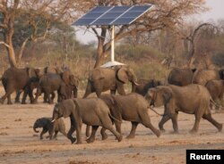 FILE - A group of elephants walk near a solar panel at a watering hole inside Hwange National Park, in Zimbabwe, Oct. 23, 2019.
