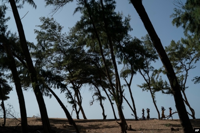 FILE - Women walk under filao trees planted to slow coastal erosion as they form a curtain that protects the beginning of the Great Green Wall in Lompoul village near Kebemer, Senegal, Nov. 5, 2021. (AP Photo/Leo Correa, File)