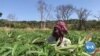 Malanje aposta na agricultura sustentável para combater as alterações climáticas