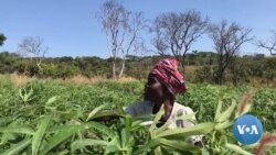 Malanje aposta na agricultura sustentável para combater as alterações climáticas