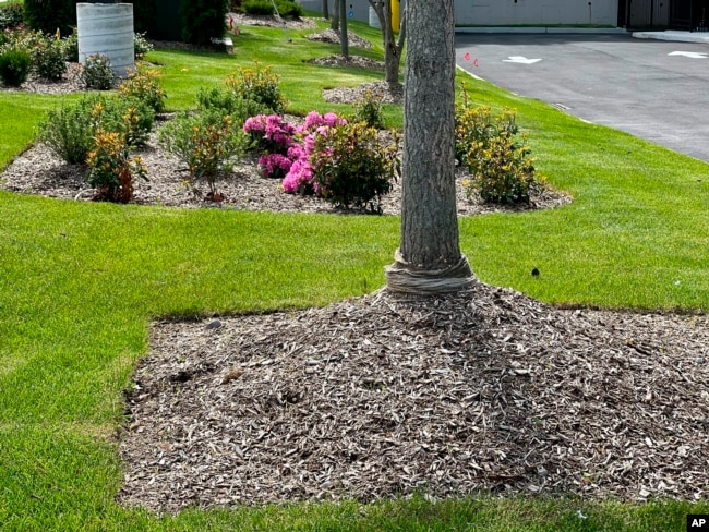 This May 18, 2022, image shows "volcano mulching" applied around the base of a tree's trunk in Glen Head, N.Y. The practice is detrimental to trees and often results in their slow death. (Jessica Damiano via AP)