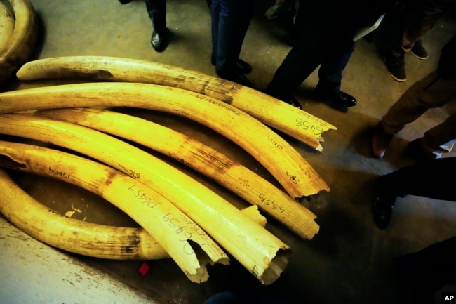 Ambassadors from European countries view elephant tusks lying on the floor during a tour of ivory stockpiles in Harare, Monday, May, 16, 2022. (AP Photo/Tsvangirayi Mukwazhi)