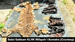 Satu lembar kulit harimau Sumatra dan beberapa bagian tubuh lainnya yang disita Gakkum KLHK di Kabupaten Bener Meriah, Aceh. (Courtesy: Balai Gakkum KLHK Wilayah I Sumatra)
