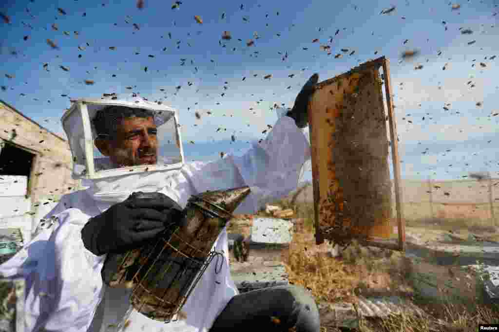 A Palestinian beekeeper uses smoke to calm bees while collecting honey at a farm in the central Gaza Strip.