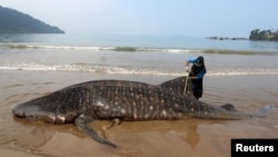 FILE - An officer measures the size of a whale shark, stranded at Teluk Betung beach in South Pesisir regency, West Sumatra province, Indonesia October 8, 2019 in this photo taken by Antara Foto. (Antara Foto/Muhammad Arif Pribadi/via Reuters) 