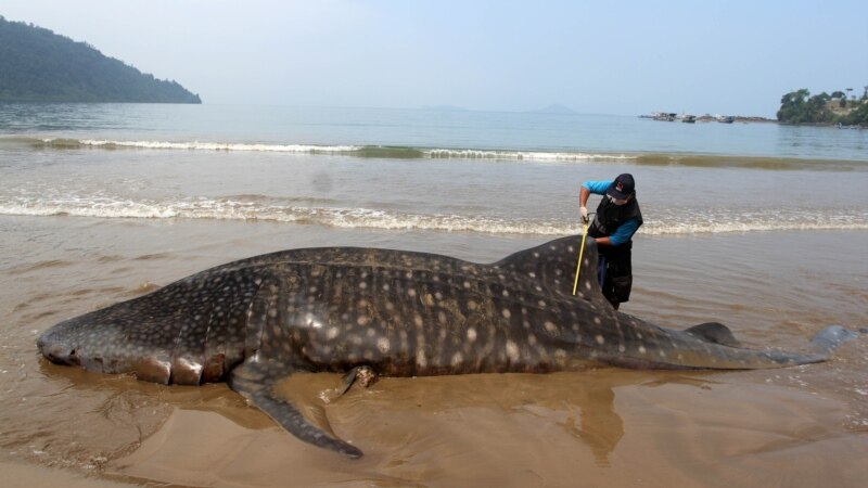 Study: Shipping a Major Threat to World’s Biggest Fish