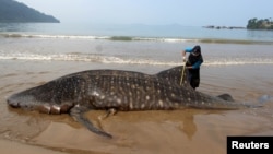 FILE - An officer measures the size of a whale shark, stranded at Teluk Betung beach in South Pesisir regency, West Sumatra province, Indonesia October 8, 2019 in this photo taken by Antara Foto. (Antara Foto/Muhammad Arif Pribadi/via Reuters)