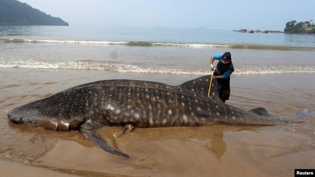FILE - An officer measures the size of a whale shark, stranded at Teluk Betung beach in South Pesisir regency, West Sumatra province, Indonesia October 8, 2019 in this photo taken by Antara Foto. (Antara Foto/Muhammad Arif Pribadi/via Reuters)