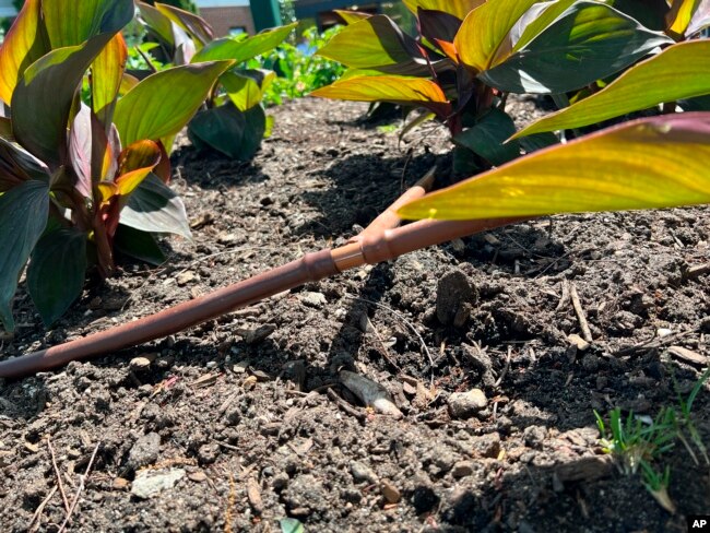 This May 18, 2022 image shows a drip-irrigation system installed around plantings in Westbury, N.Y. (Jessica Damiano via AP)