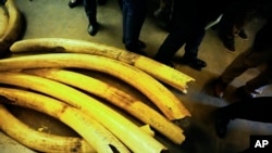 FILE - Ambassadors from European countries stand next to elephant tusks lying on the floor during a tour of ivory stockpiles in Harare, May 16, 2022. 