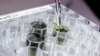 Scientists Grow Plants in Dirt from Moon
