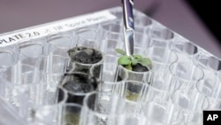 In this 2021 photo provided by the University of Florida, Institute of Food and Agricultural Sciences, a researcher harvests a thale cress plant growing in lunar soil, at a laboratory in Gainesville, Fla. (Tyler Jones/UF/IFAS via AP)